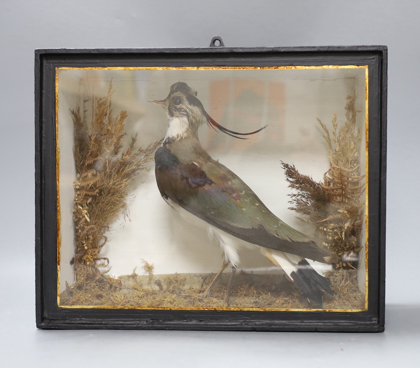 A cased taxidermy Lapwing, case 34.5cms wide x 28cms high